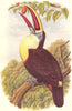 GALLINACEOUS BIRDS. Toucan c1870 old antique vintage print picture