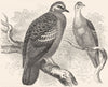 GALLINACEOUS BIRDS. Pigeon. Bronze-winged c1870 old antique print picture