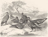 GROUSE. Gallinaceous Bird. True. Sand c1870 old antique vintage print picture