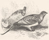 GALLINACEOUS BIRDS. True. Khata c1870 old antique vintage print picture
