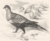 GROUSE. Gallinaceous Bird. True. Common Sand c1870 old antique print picture