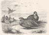 GROUSE. Gallinaceous True Pallass Sand, Steppes c1870 old antique print