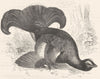 GALLINACEOUS BIRDS. True. Black Cock c1870 old antique vintage print picture