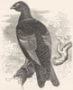 GALLINACEOUS BIRDS. True. Hybrid Grouse c1870 old antique print picture
