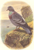 GALLINACEOUS BIRDS. True. Rock Pigeon c1870 old antique vintage print picture