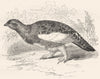 GALLINACEOUS PTARMIGAN. Alpine, Summer Plumage c1870 old antique print picture