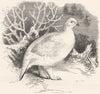 GALLINACEOUS PTARMIGAN. Alpine, Winter Plumage c1870 old antique print picture