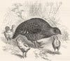 BIRDS. Gallinaceous Bird. Partridge. Common c1870 old antique print picture