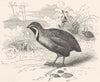 BIRDS. Gallinaceous Bird. Partridge. Chinese Quail c1870 old antique print