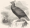 GALLINACEOUS PHASIANIDAE. Monaul, Impeyan Pheasant c1870 old antique print