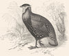 SIKKIM. Gallinaceous Phasianidae. Horned Pheasant c1870 old antique print