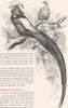 GALLINACEOUS BIRDS. Phasianidae. Golden Pheasant c1870 antique print