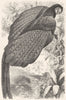 BIRDS. Phasianidae. Argus Pheasant, Kuau c1870 old antique print picture