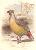 GALLINACEOUS BIRDS. Phasianidae. Sanguine Francolin c1870 old antique print