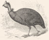 BIRDS. Gallinaceous Bird. Tufted Guinea Fowl. Cmn c1870 old antique print