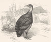 GALLINACEOUS CURASSOWS, HOCCOS. Inambu c1870 old antique vintage print picture