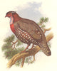 SHORT-WINGED CURSORIAL OSTRICH. Hastings Tragopan c1870 old antique print