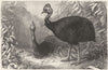 SHORT-WINGED CURSORIAL. Helmeted Cassowary c1870 old antique print picture