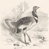 BIRDS. Stilt-Walker. Bustard. Little c1870 old antique vintage print picture
