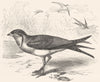 BIRDS. Stilt-Walker. Coursers. Collared Pratincole c1870 old antique print