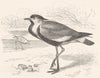BIRDS. Stilt-Walker. Plover. Spur-Winged Lapwing c1870 old antique print