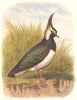BIRDS. Stilt-Walker. Plover. Lapwing c1870 old antique vintage print picture
