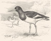 STILT-WALKER. Plover. Pied Oyster-catcher, Sea Pie c1870 old antique print