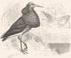 STILT-WALKER. Sandpiper. Ruff Male full Plumage c1870 old antique print