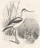 BIRDS. Stilt-Walker. Curlew. Scooping Avocet c1870 old antique print picture