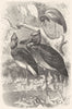 SPOONBILL. Whale-headed Stork, Shoe-beak c1870 old antique print picture