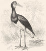 BIRDS. Stilt-Walker. Stork. Simbil c1870 old antique vintage print picture