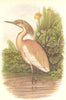 BIRDS. Stilt-Walker. Heron. Squacco c1870 old antique vintage print picture