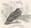 STILT-WALKER. Bittern. Sun, Peacock Heron c1870 old antique print picture