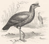 STILT-WALKER. Marsh-Wader. Cariama, Crested Screamer c1870 old antique print