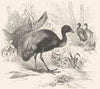STILT-WALKER. Trumpeter. Gold-breasted c1870 antique vintage print picture