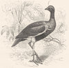 STILT-WALKER. Trumpeter. Aniuma, Horned Screamer c1870 old antique print
