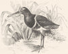 STILT-WALKER. Rail. Golden, Painted Cape Snipe c1870 antique print picture