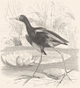 BIRDS. Stilt-Walker. Rail. Jacana c1870 old antique vintage print picture