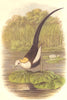 BIRDS. Stilt-Walker. Rail. Chinese Jacana c1870 old antique print picture
