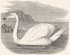 SWIMMERS. Sieve Beak. Whistling Swan c1870 old antique vintage print picture