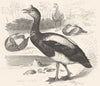 BIRDS. Swimmers. Goose. Spur-Winged c1870 old antique vintage print picture