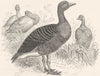 BIRDS. Swimmers. Goose. Grey c1870 old antique vintage print picture