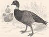 BIRDS. Swimmers. Goose. Brent c1870 old antique vintage print picture