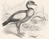 EGYPT. Swimmers. Goose. Nile c1870 old antique vintage print picture