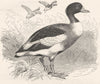 BIRDS. Swimmers. Duck. Sheldrake c1870 old antique vintage print picture