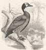 BIRDS. Swimmers. Duck. Widow c1870 old antique vintage print picture