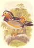 BIRDS. Swimmers. Duck. Mandarin c1870 old antique vintage print picture