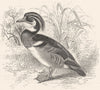 BIRDS. Swimmers. Duck. Wood Summer c1870 old antique vintage print picture