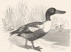BIRDS. Swimmers. Duck. Shoveler c1870 old antique vintage print picture