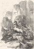 BIRDS. Swimmers. Duck. Eider at Home c1870 old antique vintage print picture